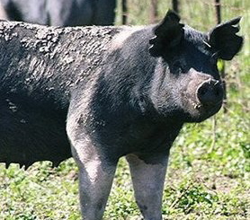 earmarked pig